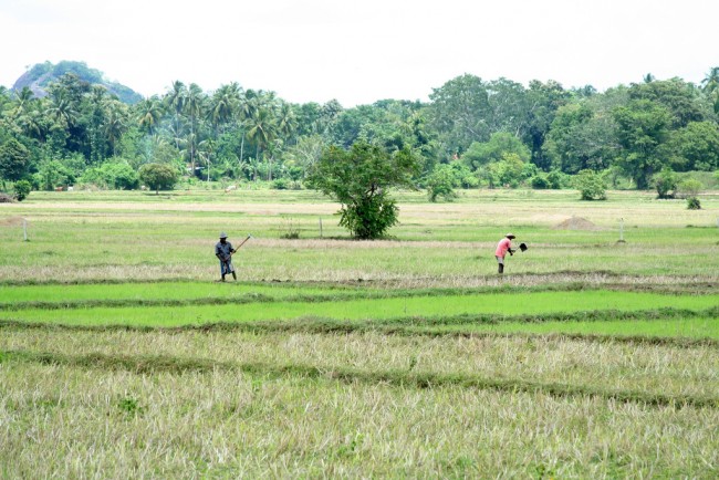 Farmers Revert to Traditional Methods in Sri Lanka to Preserve the ...