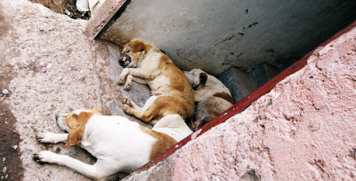 Suspecting Witchcraft, Cameroonian Villagers Exterminate Dogs After Spate of Biting Incidents